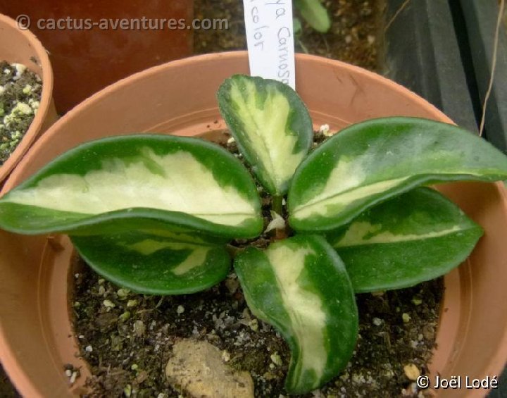 Hoya carnosa bicolor P1000359